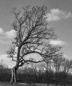 The Shawshank Redemption